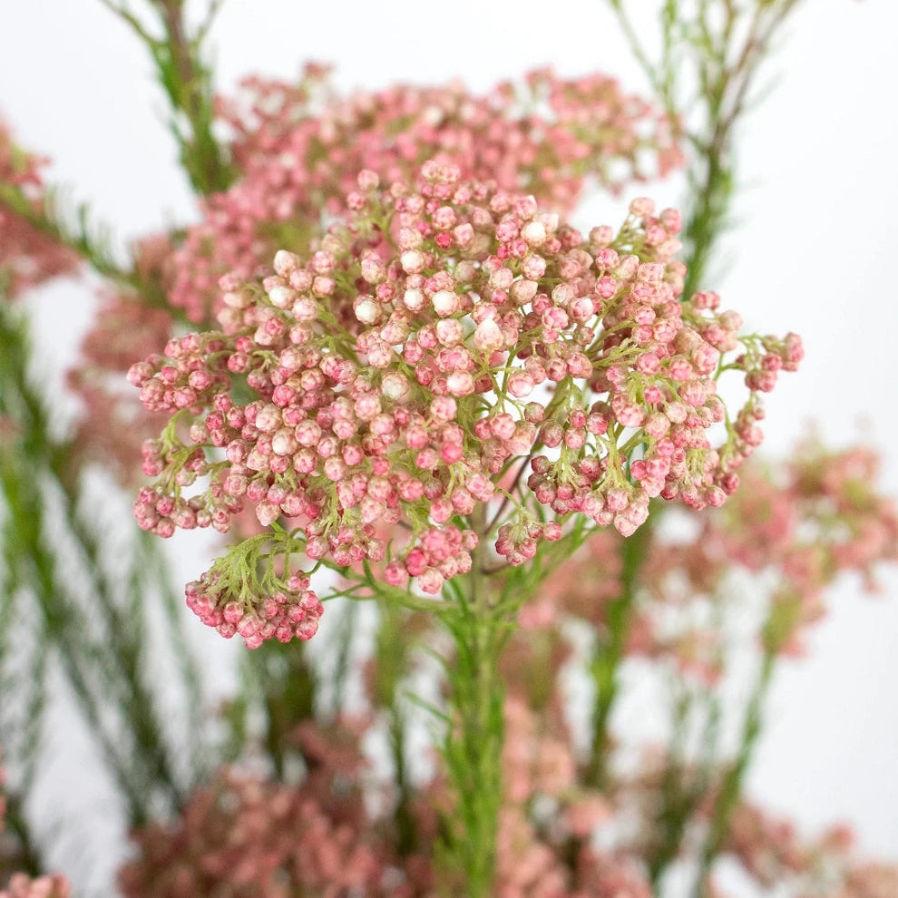 Pink Rice Flower - alternative 2