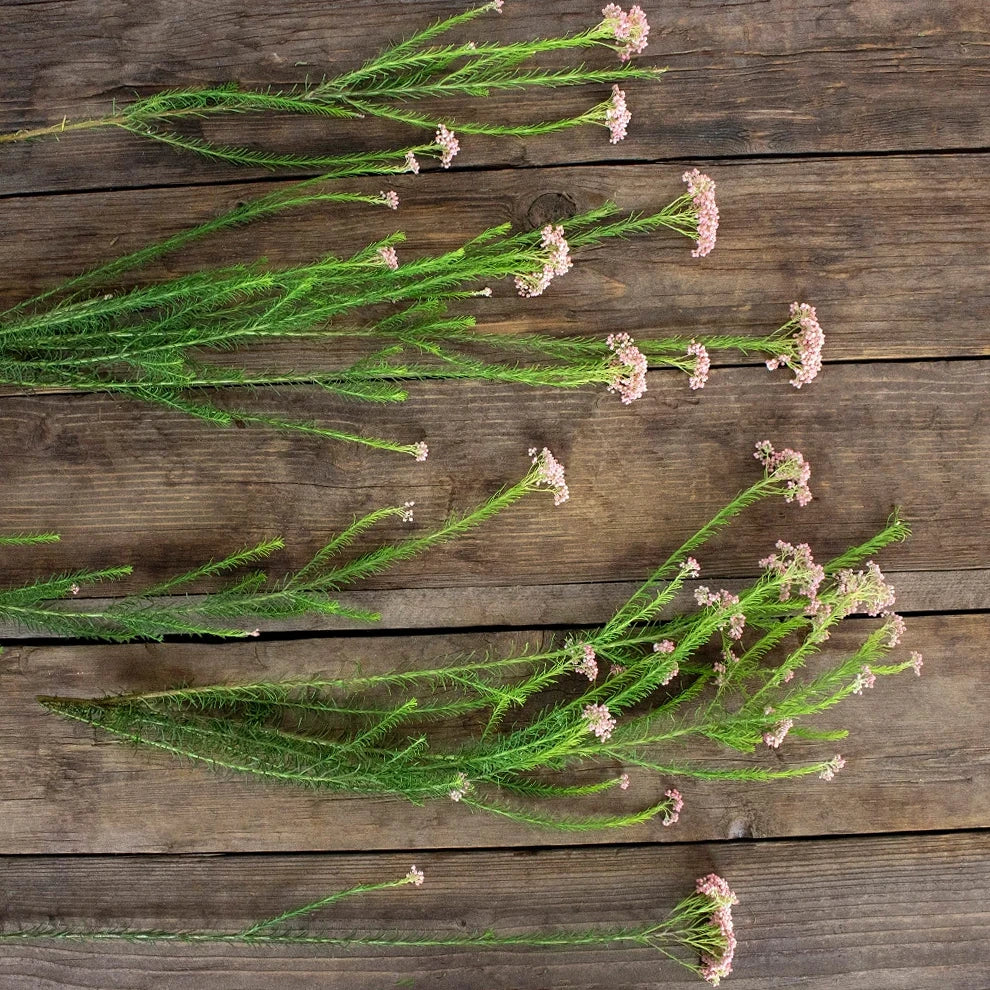 Pink Rice Flower - main