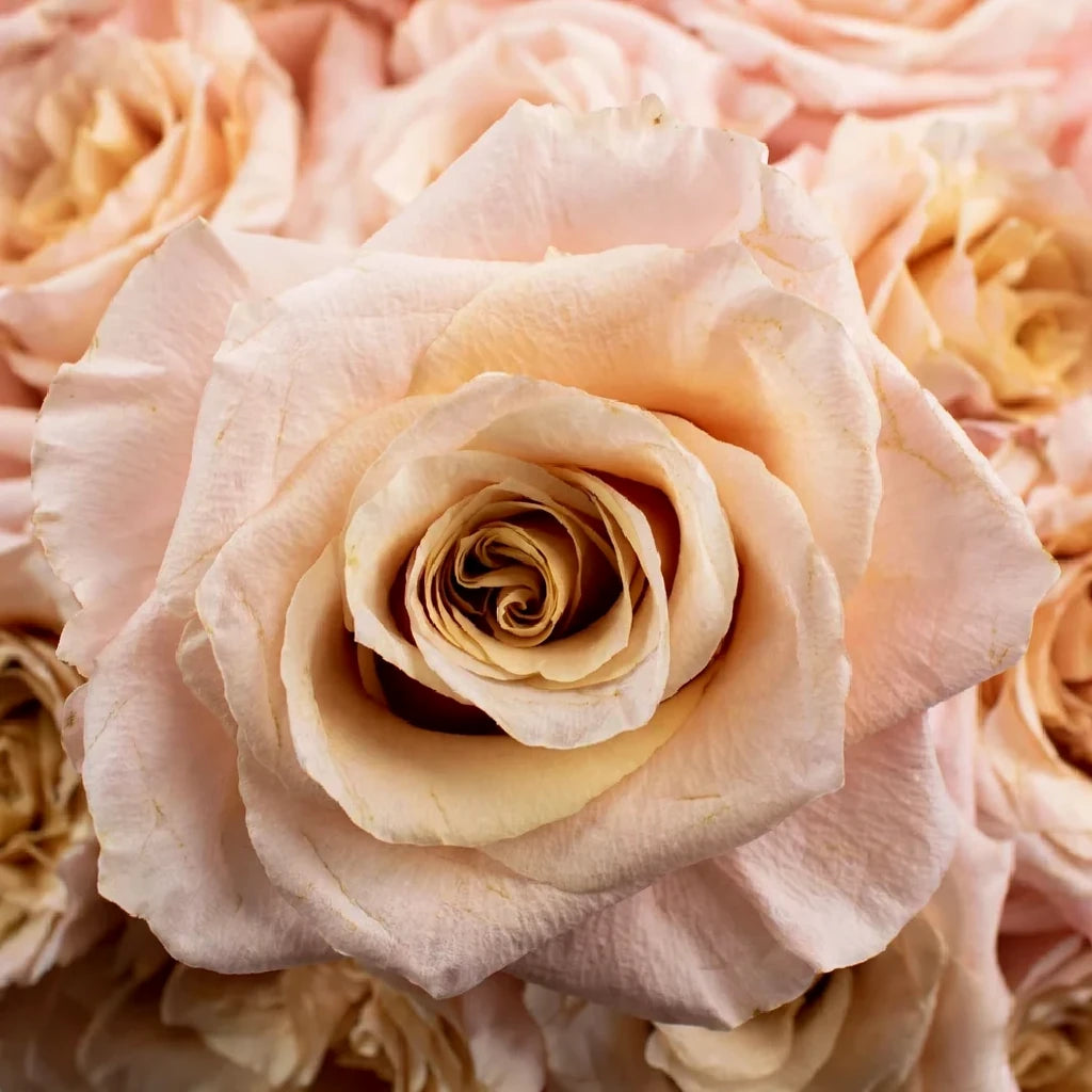 Shimmer Roses Standard - alternative 2