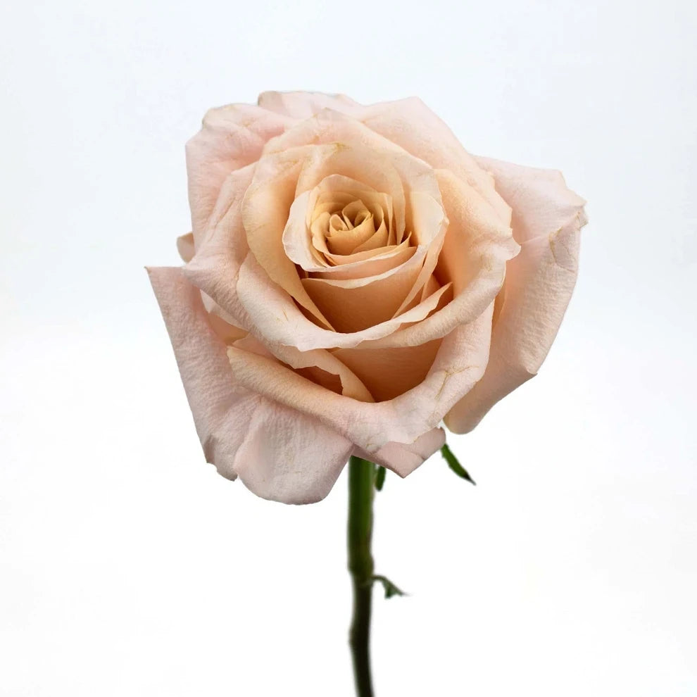 Peach Shimmer Roses Standard - alternative 2