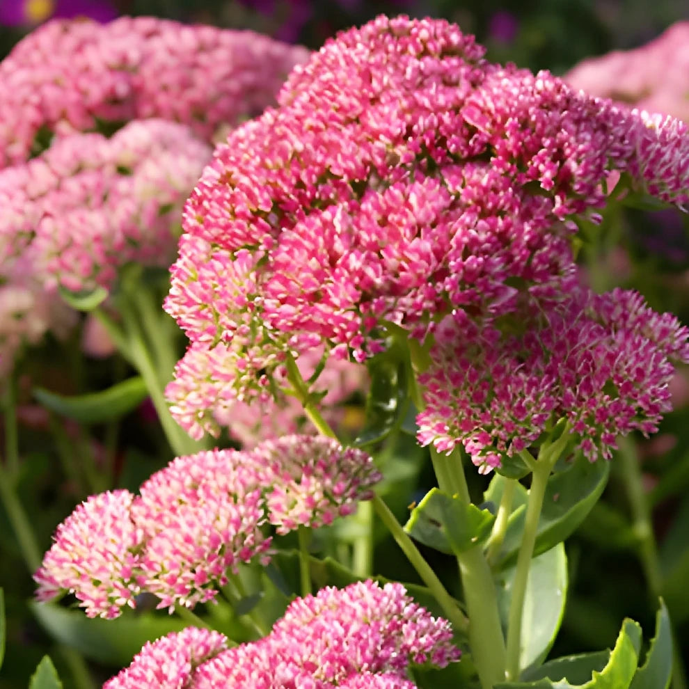 Pink Sedum - main