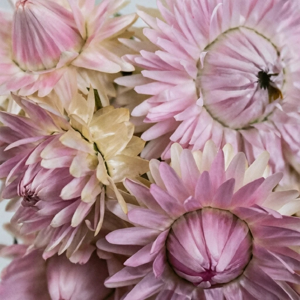 Pink Straw Flower - main