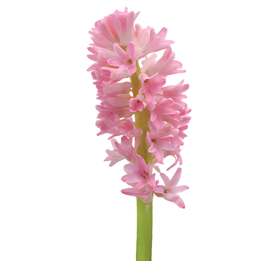 Pink Light Hyacinth - alternative 2