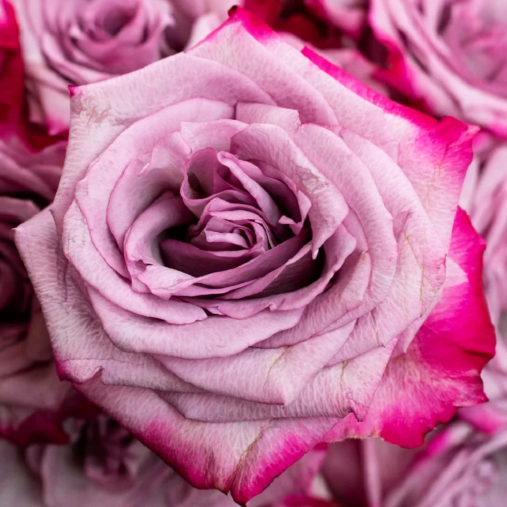 Bicolor Lavender & Pink Deep Purple Roses Standard - alternative 3