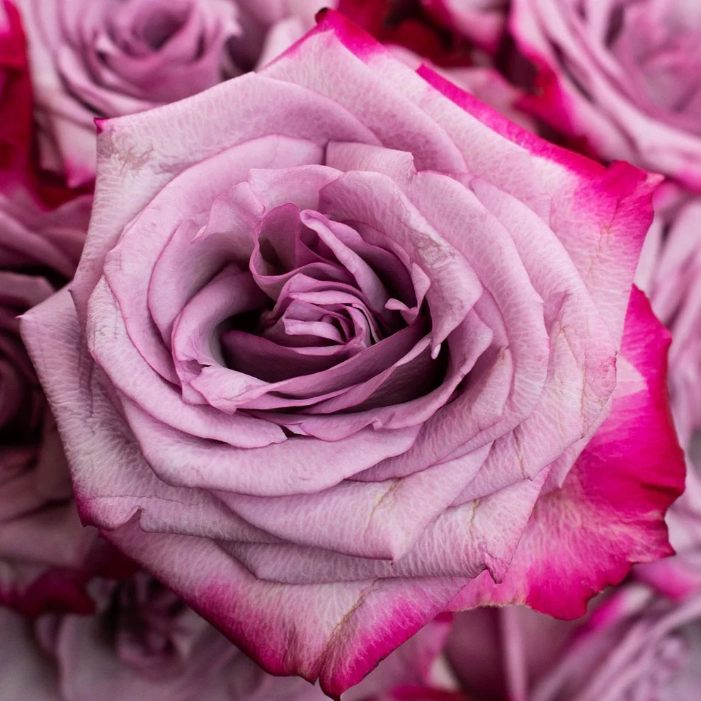 Bicolor Lavender & Pink Deep Purple Roses Standard - alternative 1