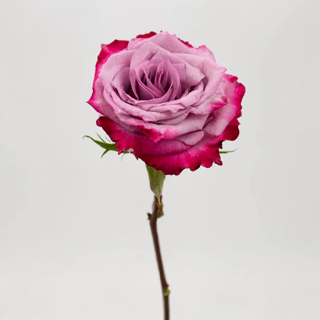 Bicolor Lavender & Pink Deep Purple Roses Standard - alternative 4
