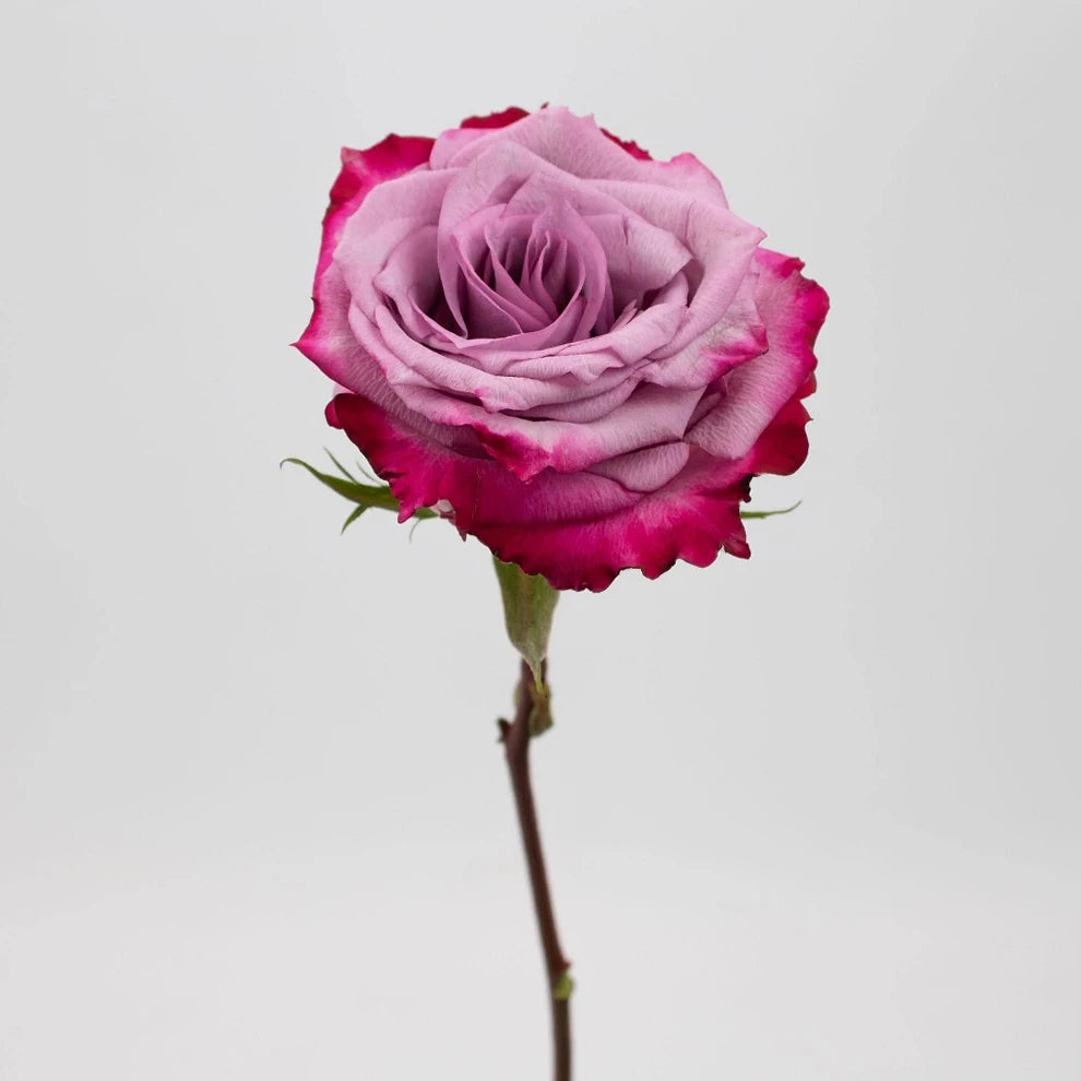 Bicolor Lavender & Pink Deep Purple Roses Standard - main