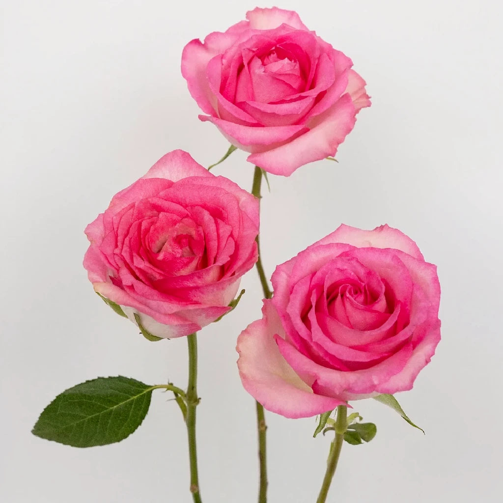 Pink Roses Standard - alternative 2