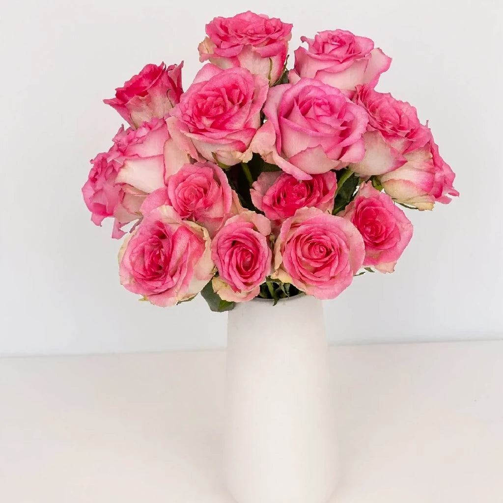 Fusion Roses Standard - alternative 1