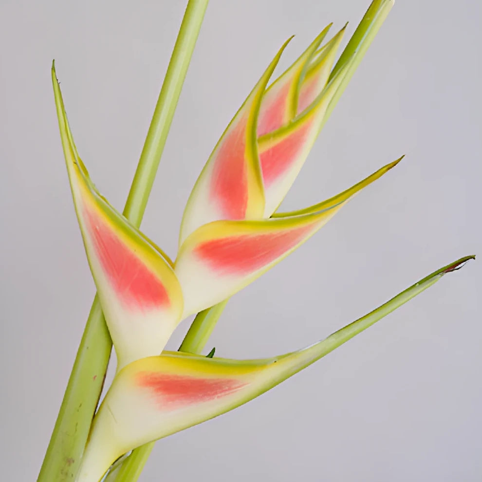 Heliconia Tropicals - Bicolor Yellow & Red - main