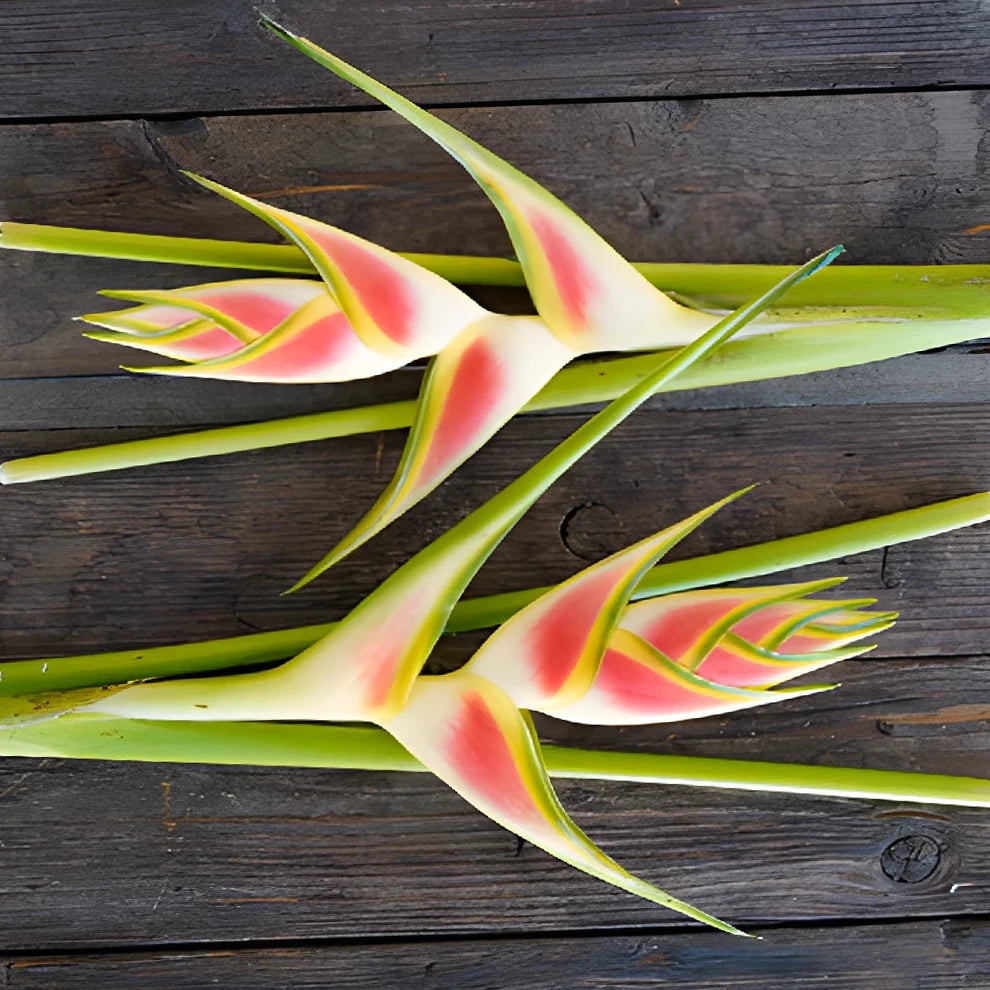 Heliconia Tropicals - Bicolor Yellow & Red - alternative 1