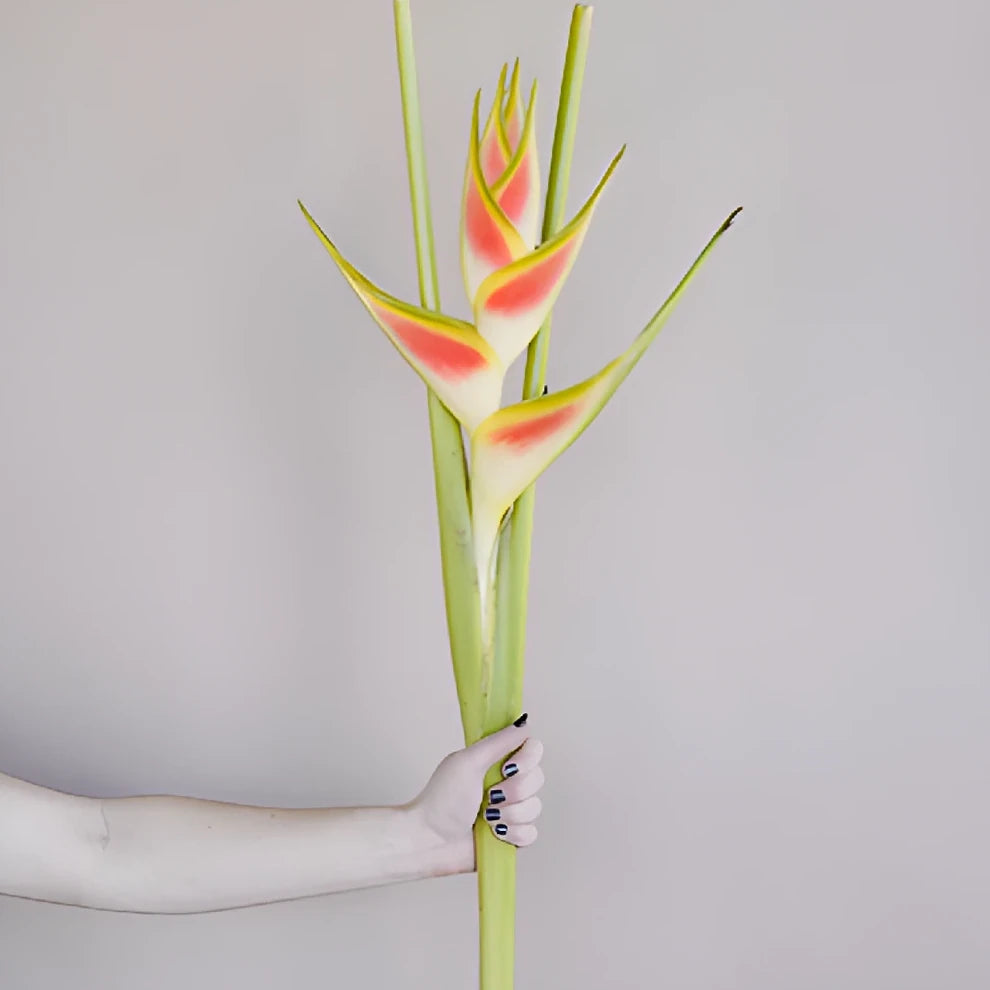 Heliconia Tropicals - Bicolor Yellow & Red - alternative 2