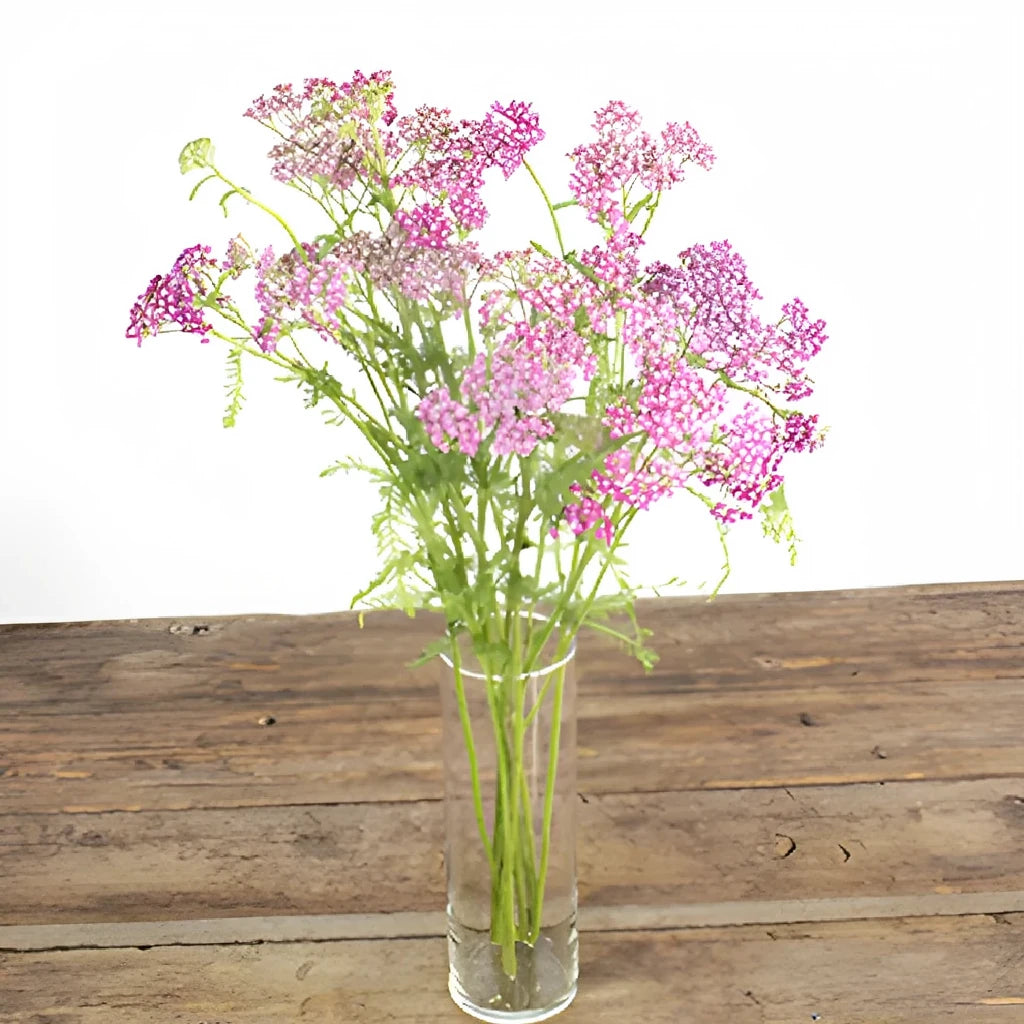 Cottage Yarrow - Pink - alternative 2