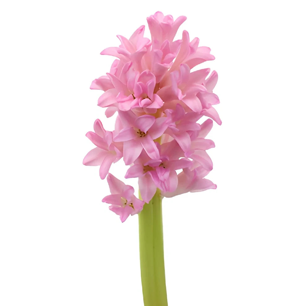 Pink Hyacinth - main