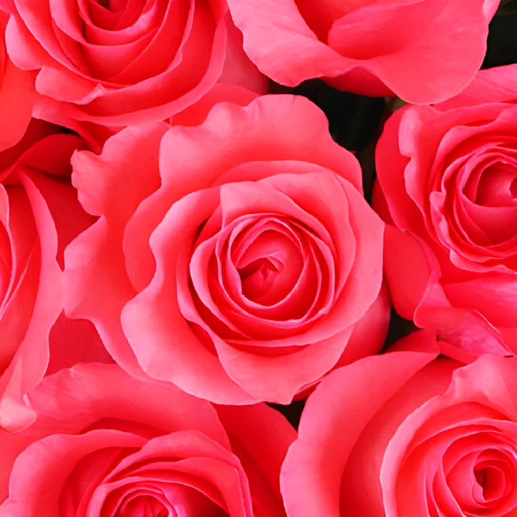Pink Love Roses Standard - alternative 3
