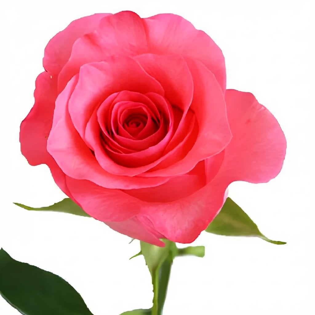 Pink Love Roses Standard - alternative 1