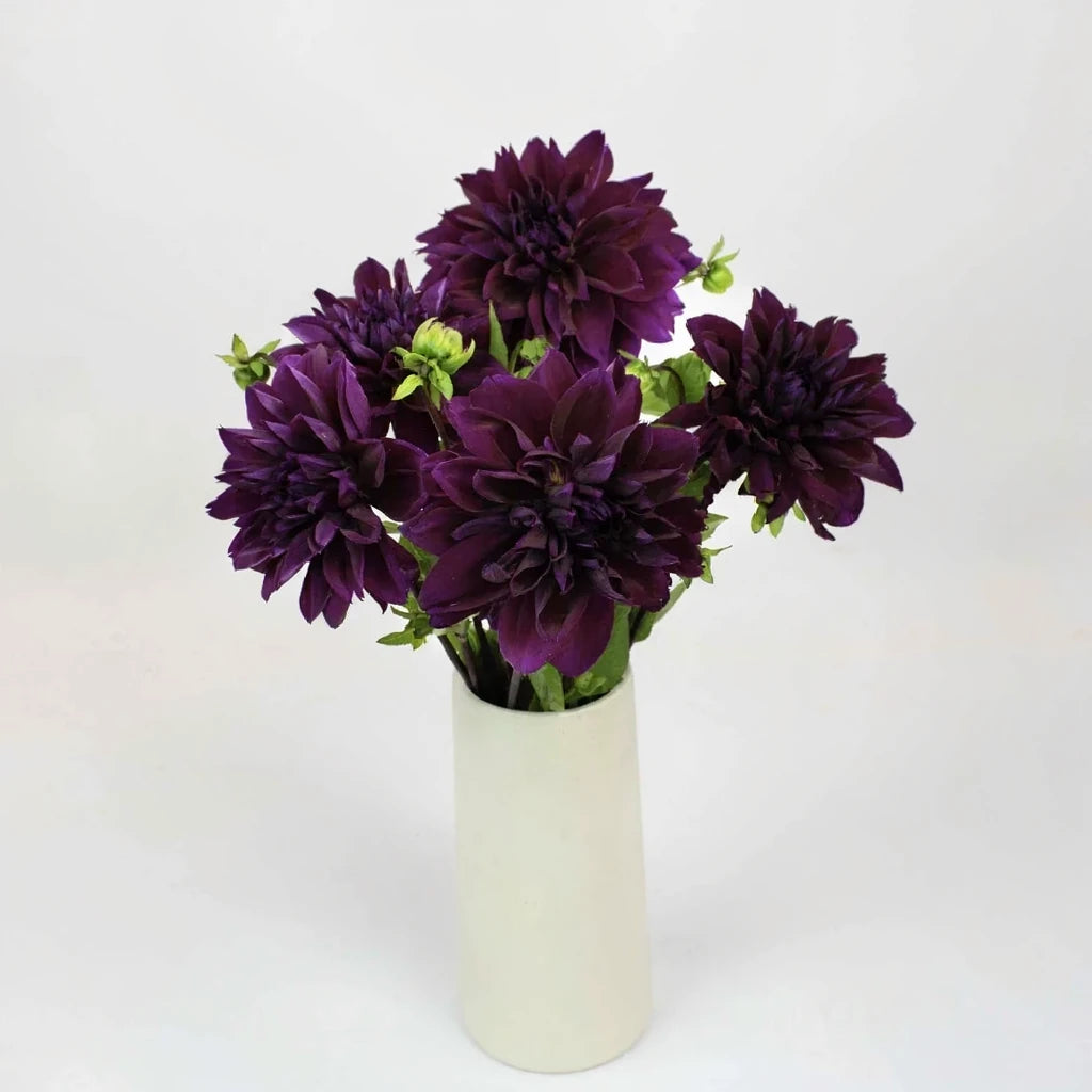 Dinnerplate Thomas Edison Dahlias - main