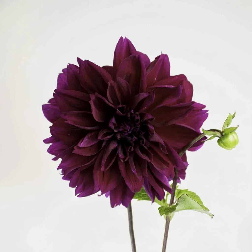 Dinnerplate Thomas Edison Dahlias - alternative 1