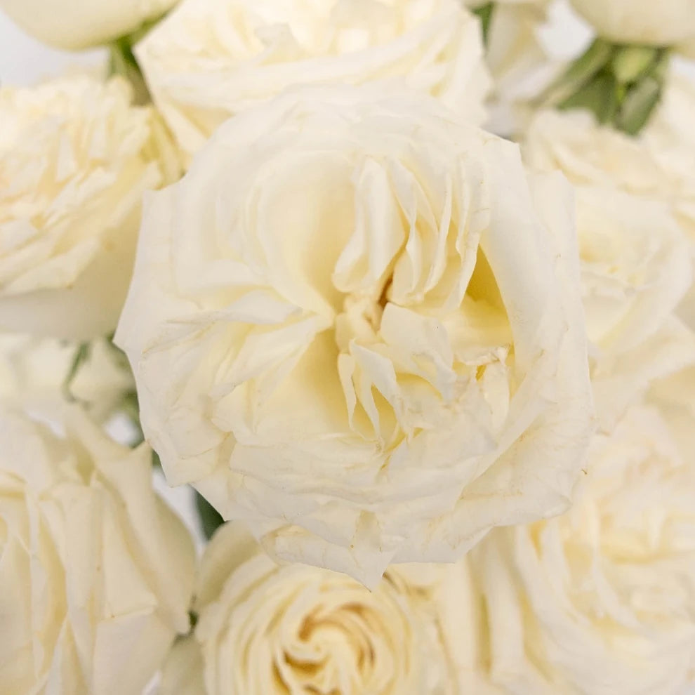 Playa Blanca Roses Standard - main