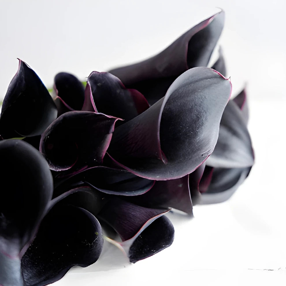 Black Forest Calla Lily Mini - alternative 2