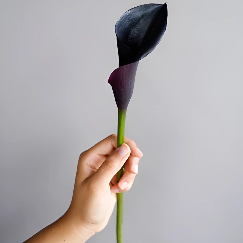 Black Forest Calla Lily Mini - alternative 1