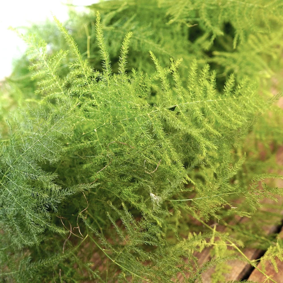 Plumosa Fern Garland - main