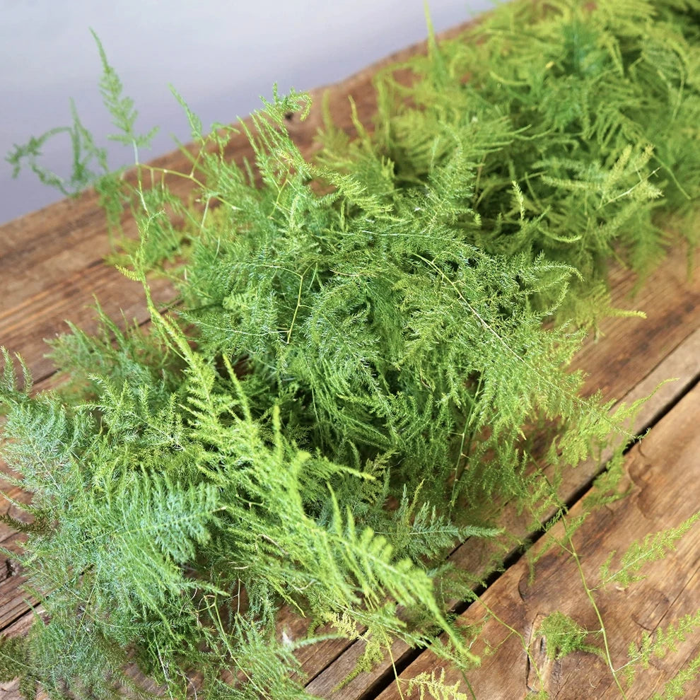 Plumosa Fern Garland - alternative 1