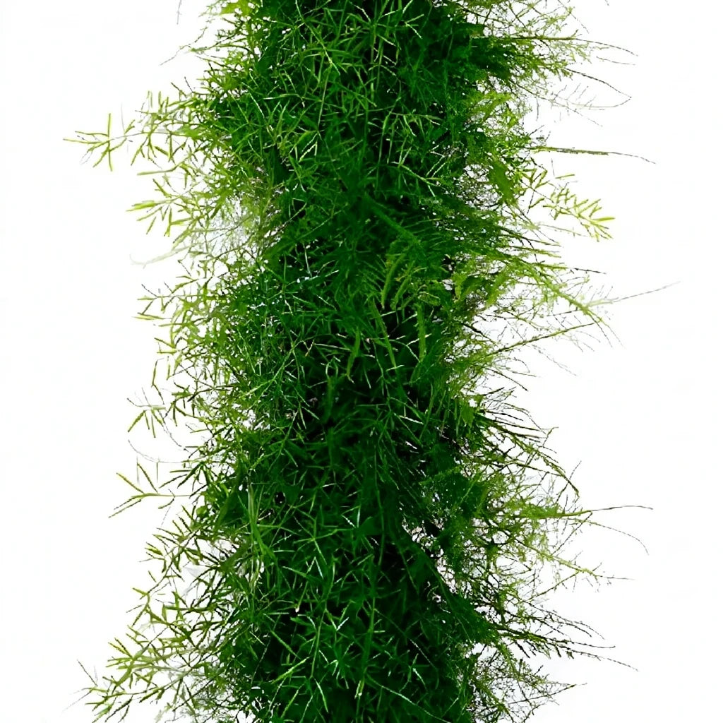 Sprengeri Garland - main