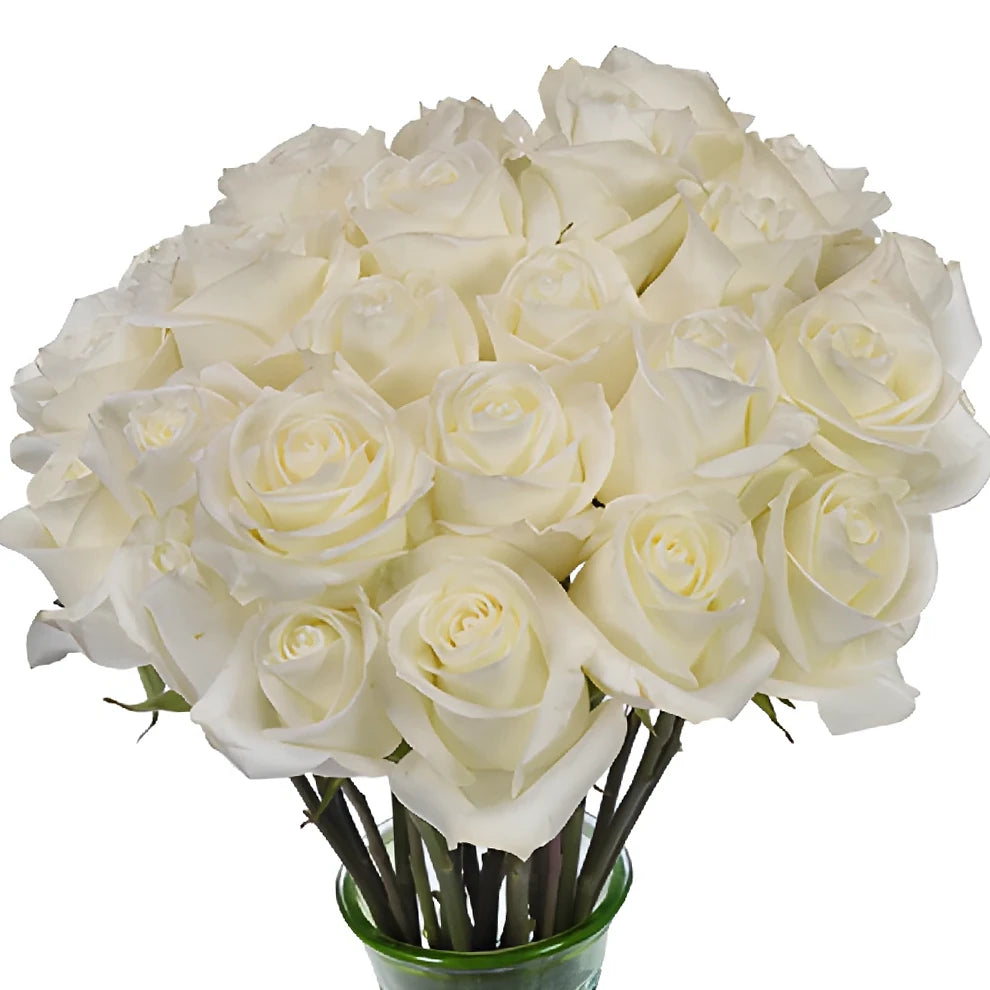 White Polar Star Roses Standard - alternative 3