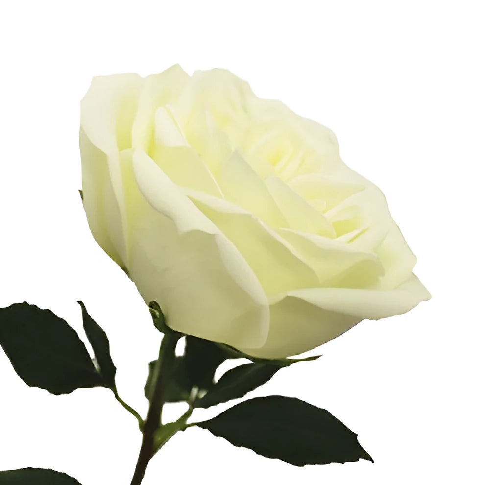 Polo Roses Standard - main