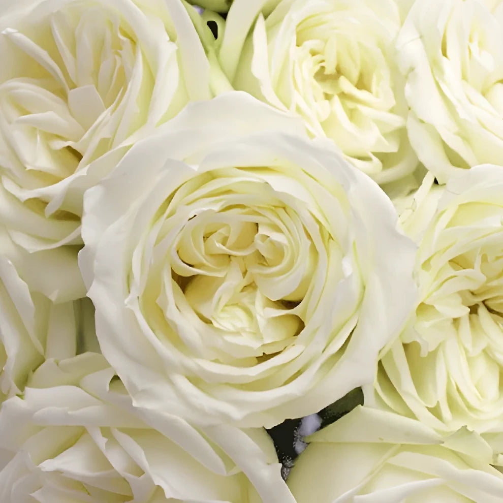 Polo Roses Standard - alternative 1
