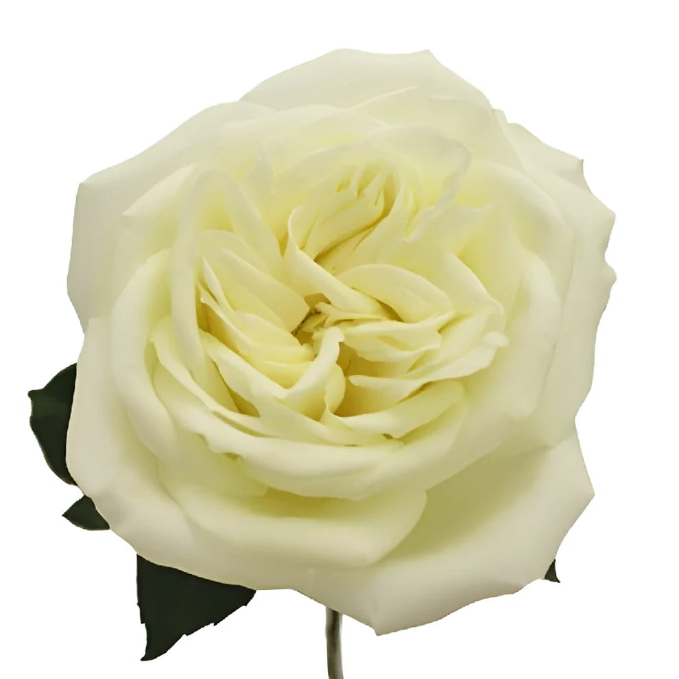 Polo Roses Standard - alternative 3