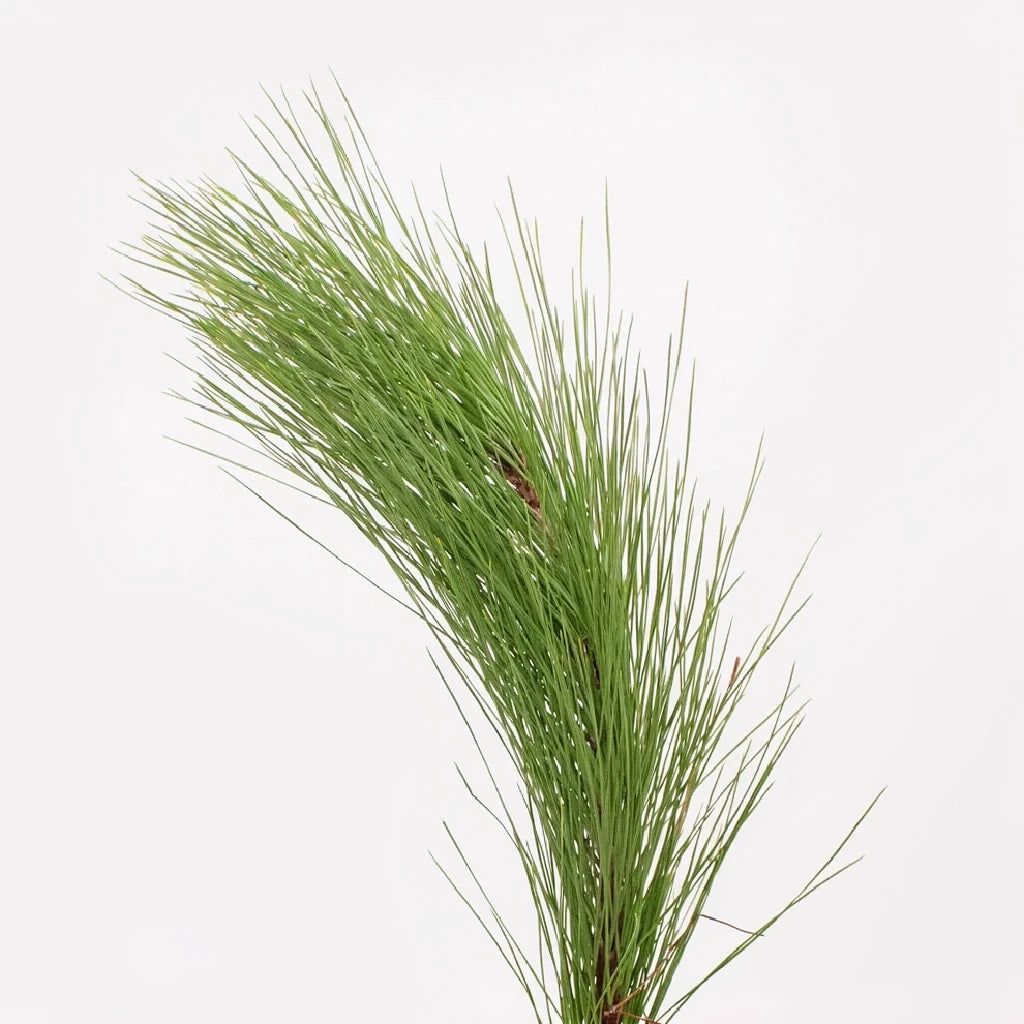 Ponderosa Pine Greenery - main