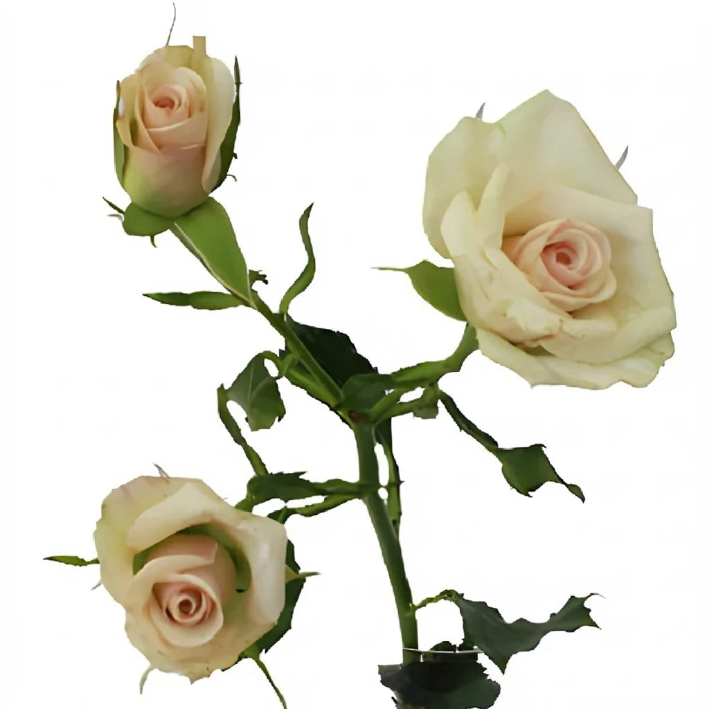 Porcelina Roses Spray - main