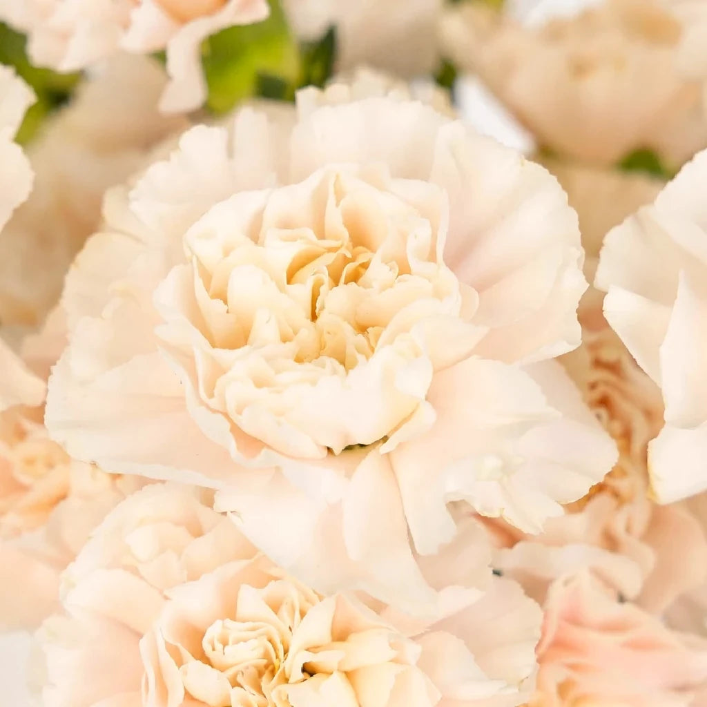 Altair Carnations - alternative 1