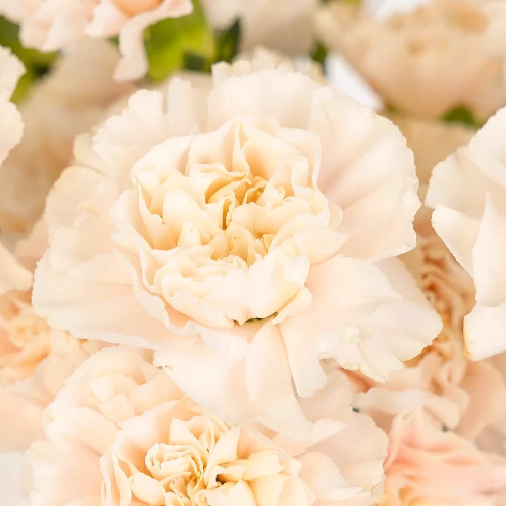 Blush Select Carnations - alternative 1