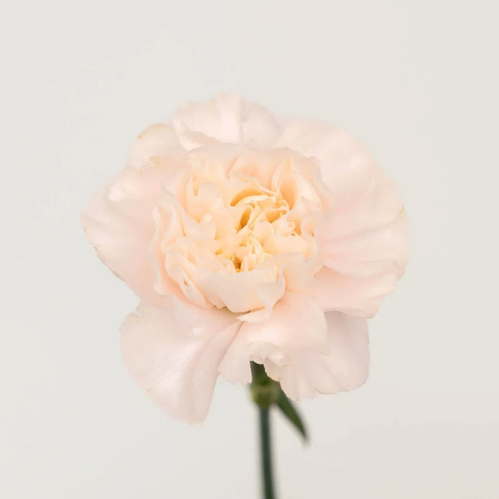 Altair Carnations - alternative 2