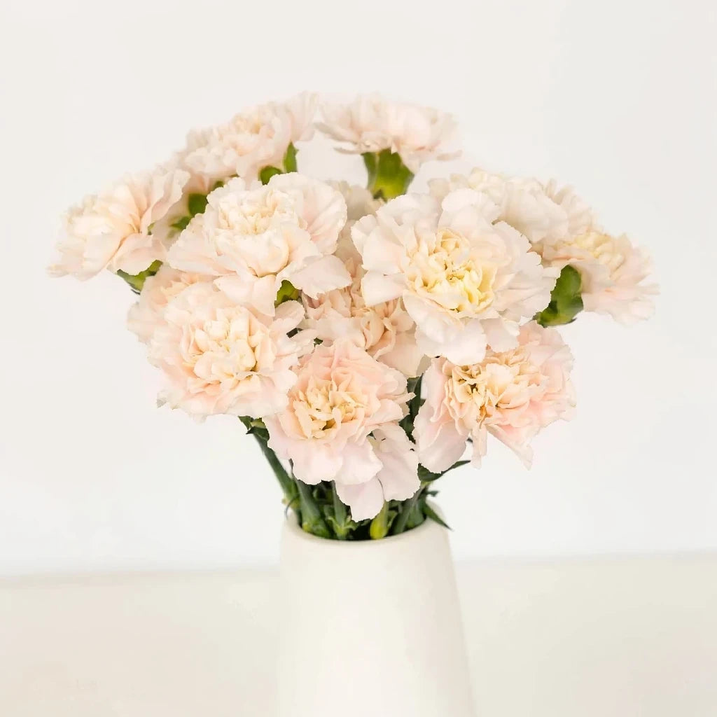 Altair Carnations - main
