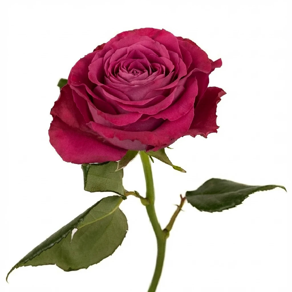 Precious Moments Roses Garden - main