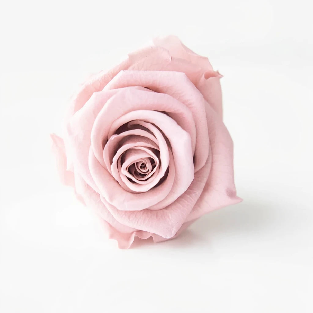 Elsa Roses Standard - alternative 1