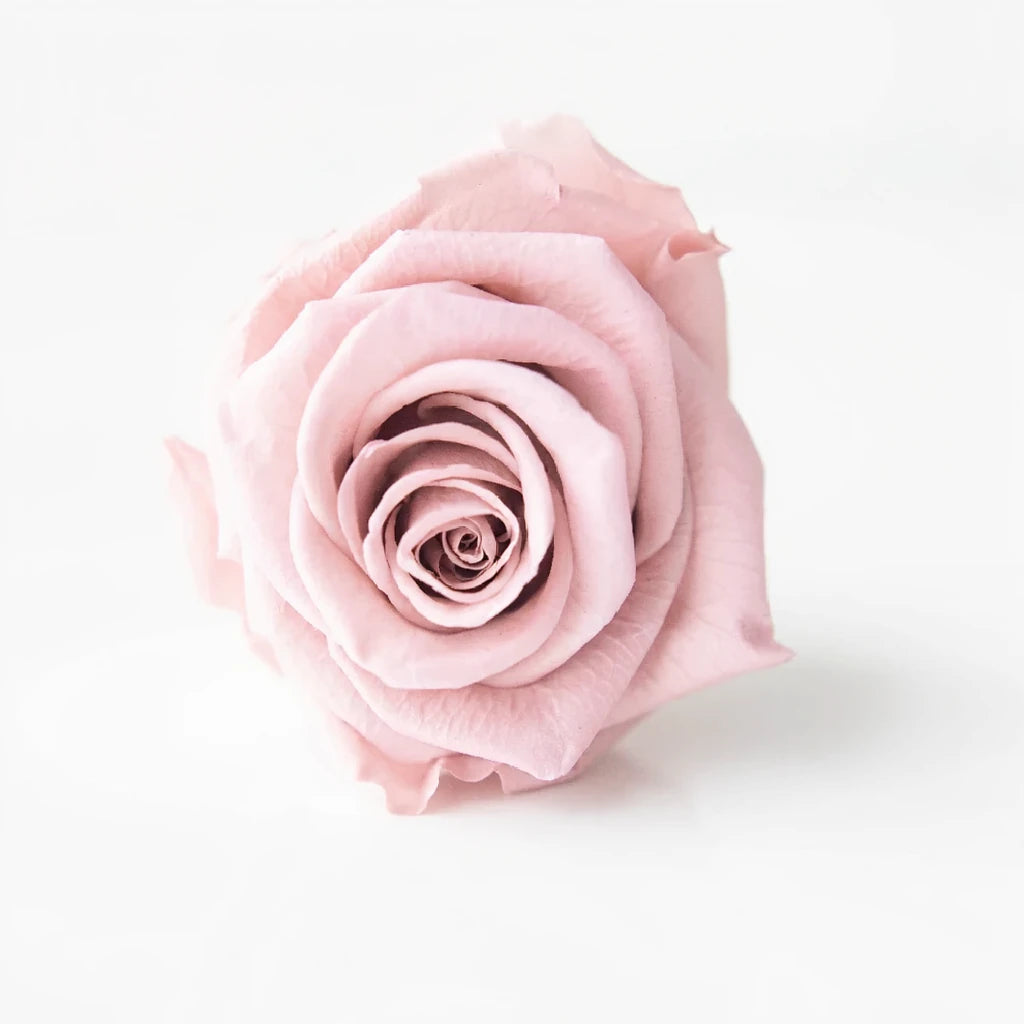 Charmant Roses Standard - alternative 2