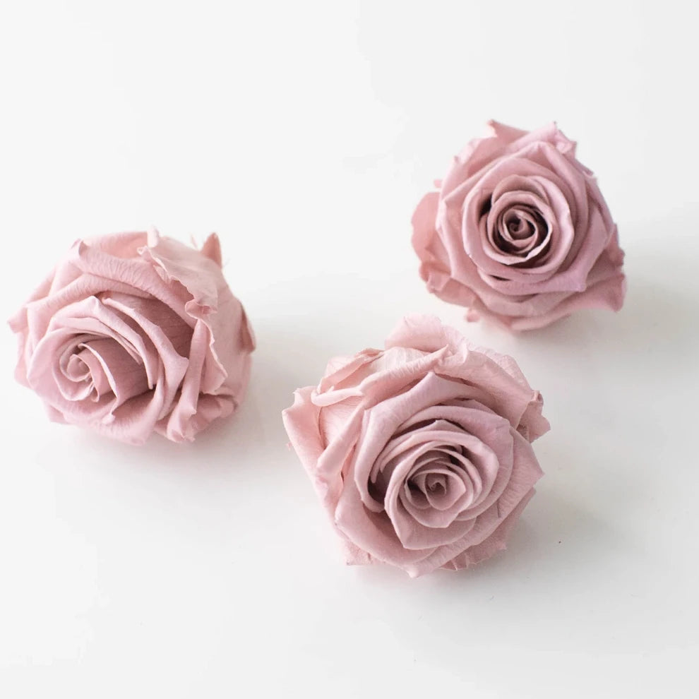 Elsa Roses Standard - main