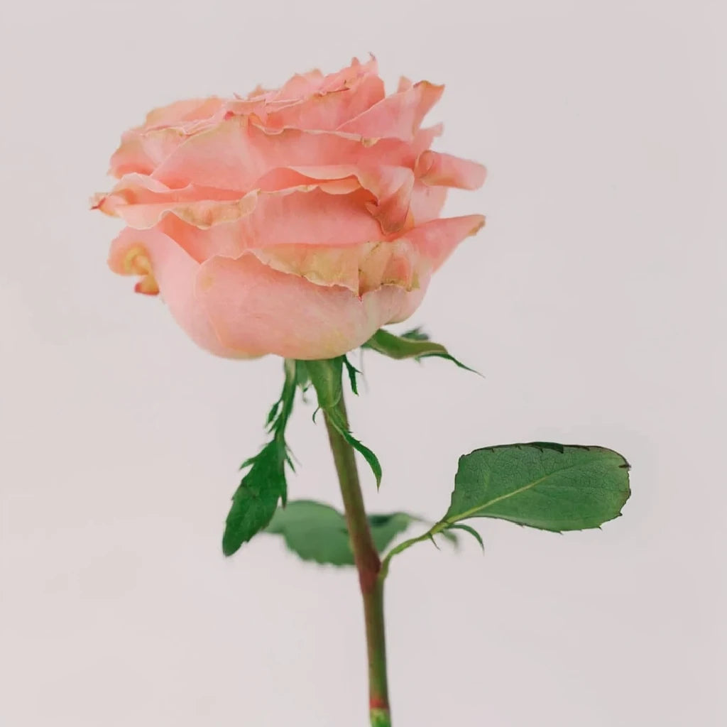 Princess Crown Roses Garden - main