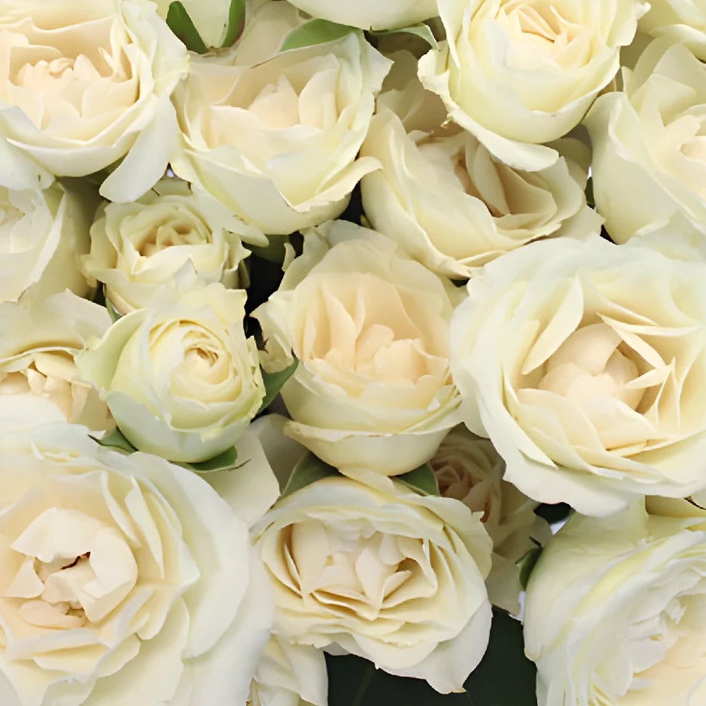 Princess Roses Spray - main