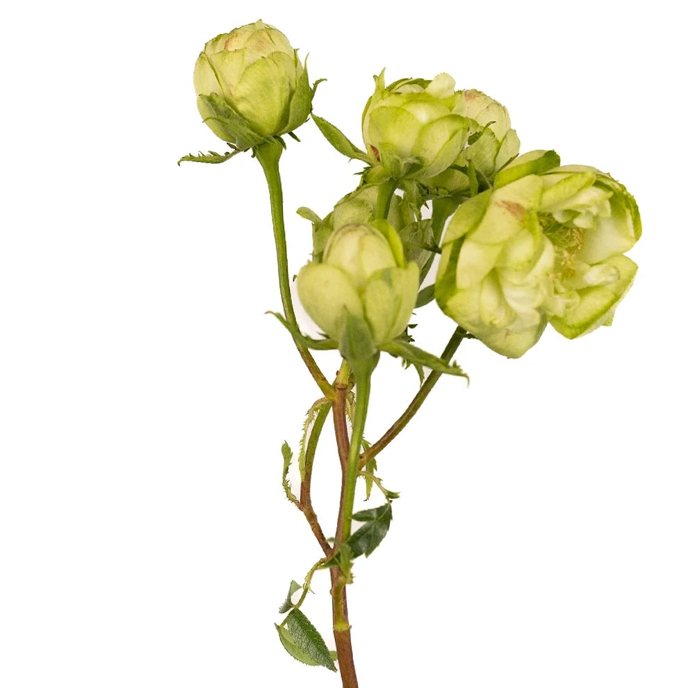 Princess Midori Roses Garden Spray - main