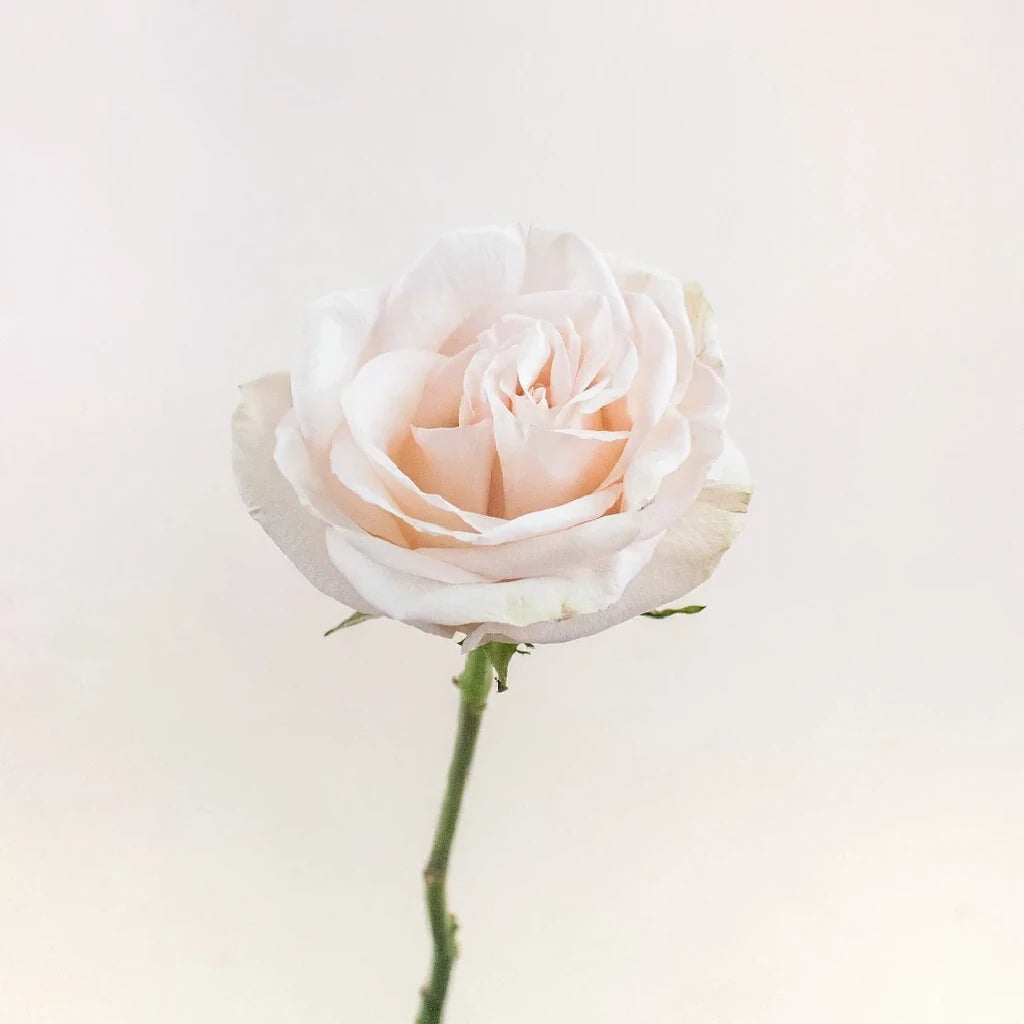 Priority Roses Standard - alternative 1