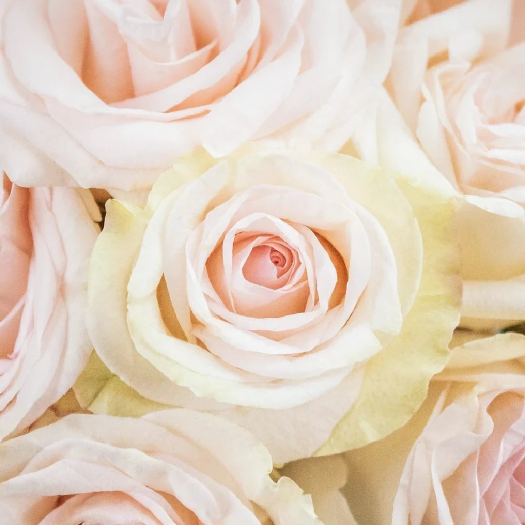 Priority Roses Standard - alternative 2