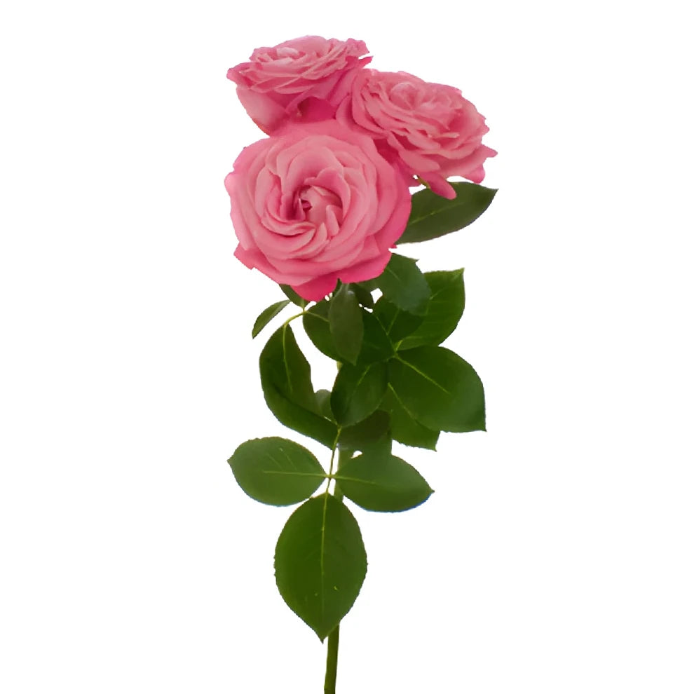 Madame Bombastic Roses Spray - alternative 2