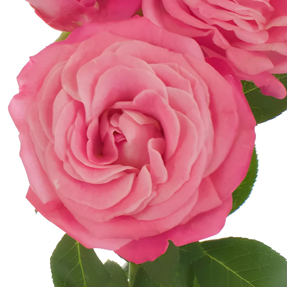 Bombastic Roses Spray - alternative 4