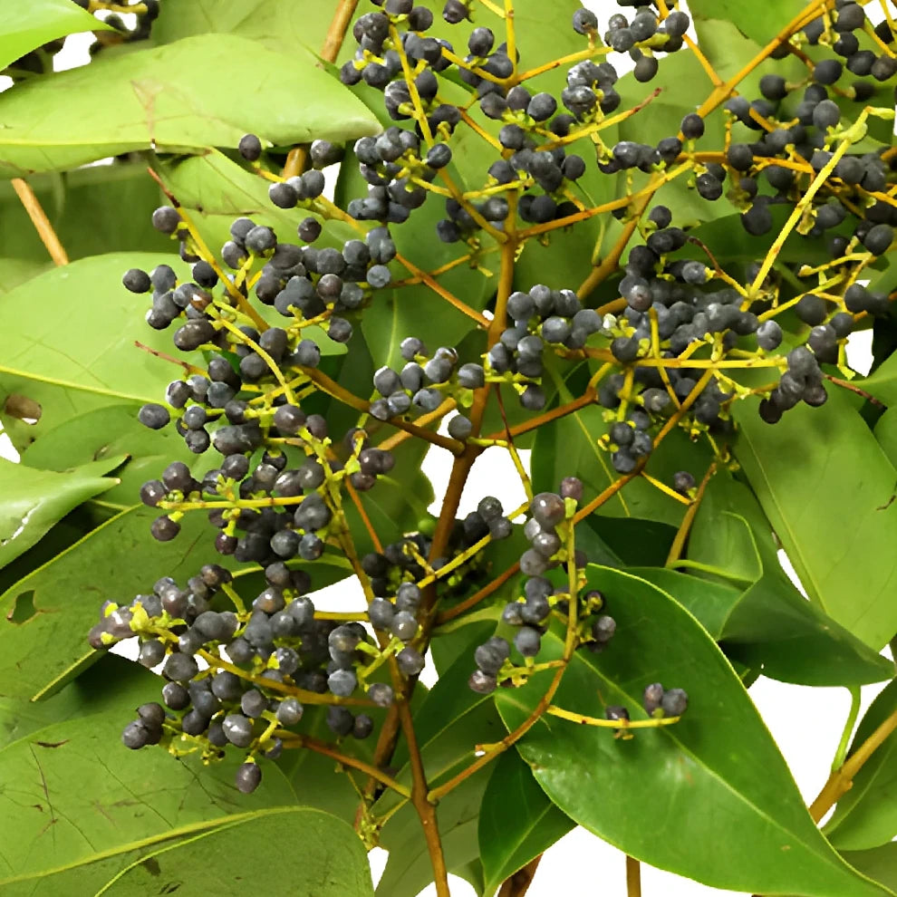 Black Privet Berries - Black - alternative 1